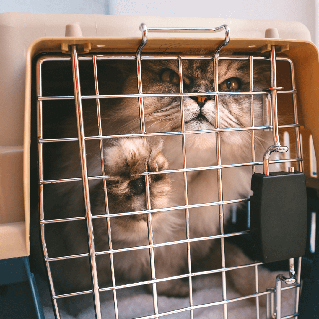 A cat lies inside a cage, observing its surroundings with curiosity and attention.