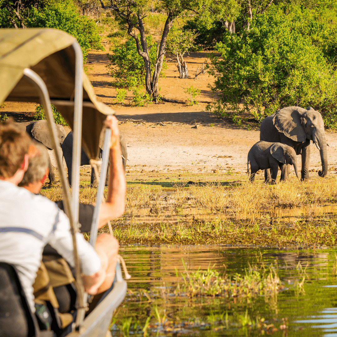 A man and a woman watching elephants in their natural habitat, amazed by the majesty of the animals.