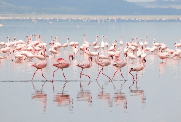 The image shows a flock of flamingos wading in shallow water with their reflections visible. The serene and picturesque scene captures the large number of birds gathered together in their natural habitat.