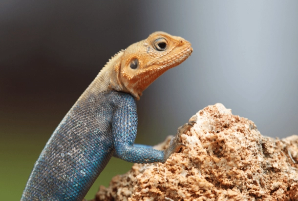 The image shows a close-up of a lizard with vibrant blue skin and orange around its neck, perched on a rough, brown surface. The detailed texture of the lizard’s skin and the contrast of colors make it visually striking.