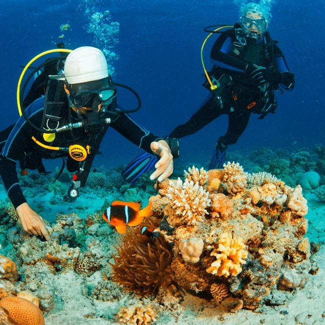 The image shows two scuba divers exploring a vibrant coral reef, with a colorful clownfish near one diver’s hand. It beautifully captures the interaction between humans and marine life.