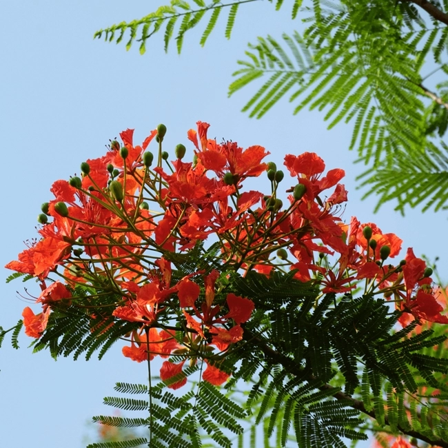 The image shows a cluster of vibrant orange-red flowers with delicate petals against a clear blue sky, surrounded by green fern-like leaves. It beautifully captures the striking color contrast and intricate details of the blooms.