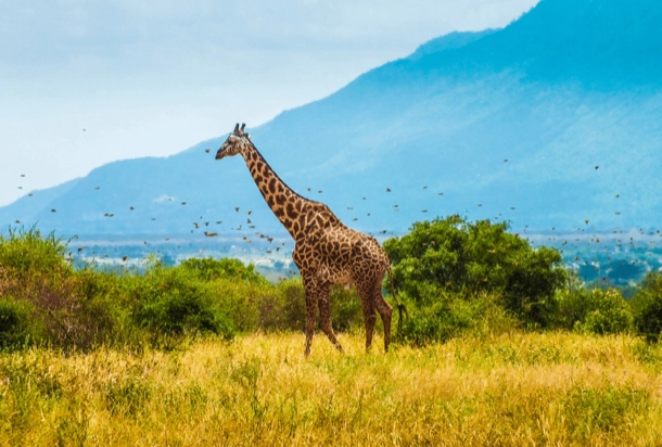 The image shows a single giraffe standing in a grassy savanna with hills in the background. Numerous small birds are flying in the sky, highlighting the wildlife and landscape of the savanna ecosystem