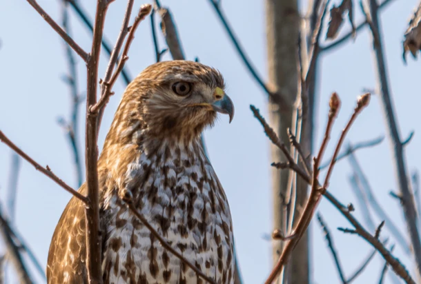 A falcon perched on a tree branch, attentively observing its surroundings.