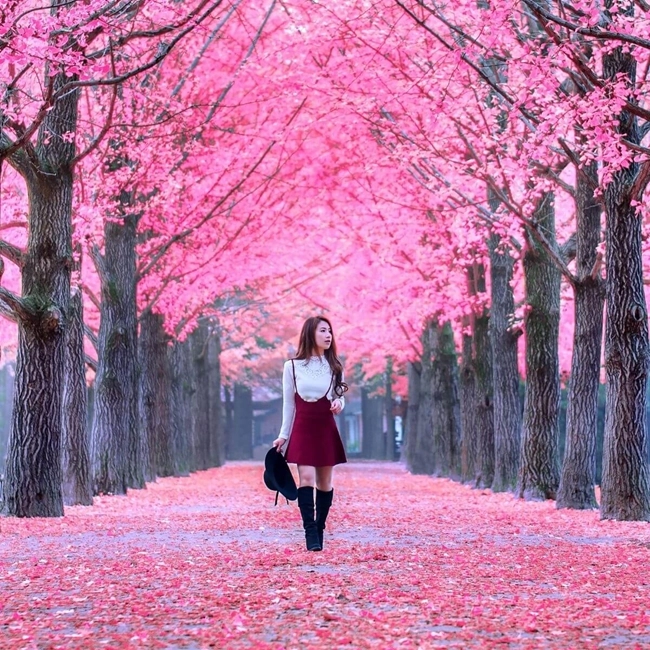 A person stands on a path lined with trees that have pink leaves, with fallen leaves covering the ground. The vibrant pink hues create a tranquil and picturesque environment.