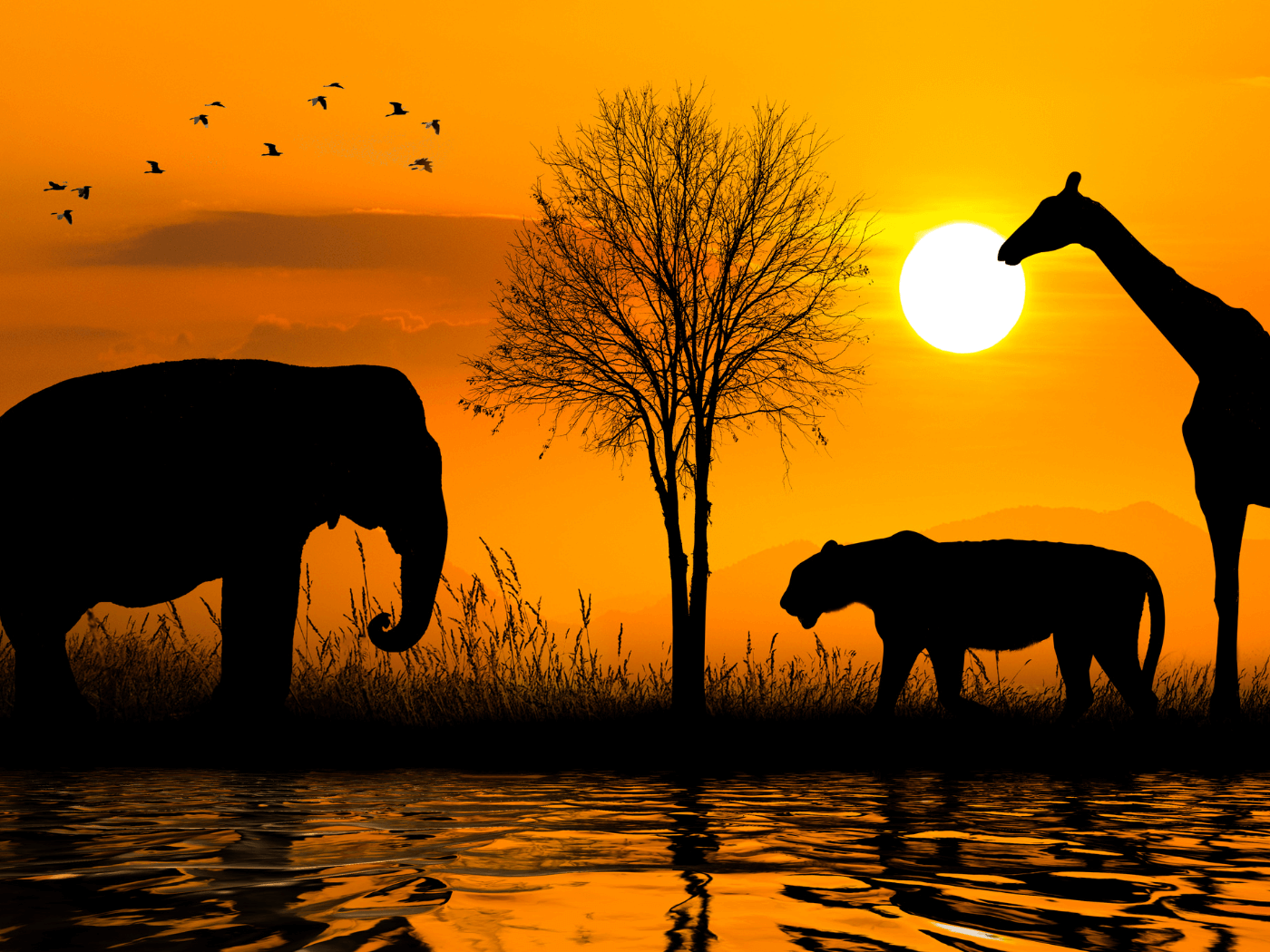 a photo of the african wildlife